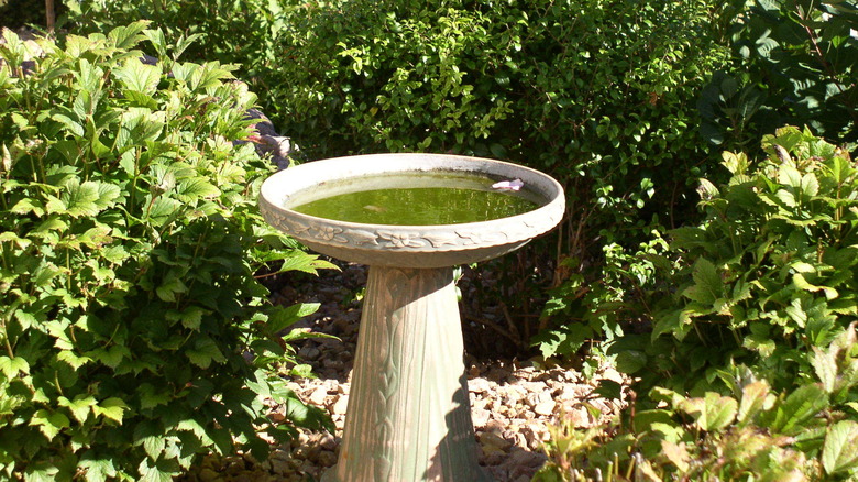 A concrete birdbath with algae in middle of a garden.