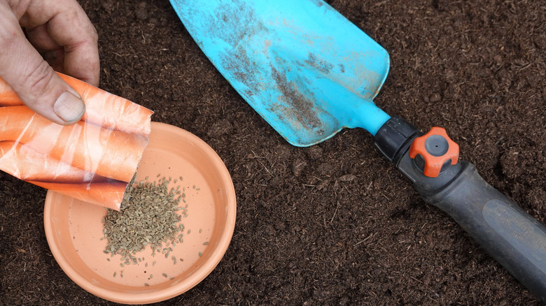 Gardener emptying carrots seeds from a packet into a plant saucer sitting on soil next to a small hand trowel