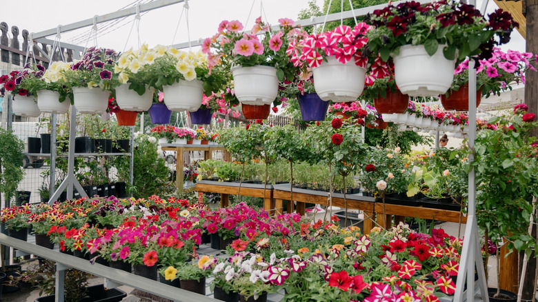 A large selection of flowers and seedlings for sale at a garden center