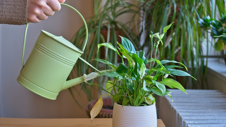 Hand holding a watering can, pouring water into a peace lily plant.