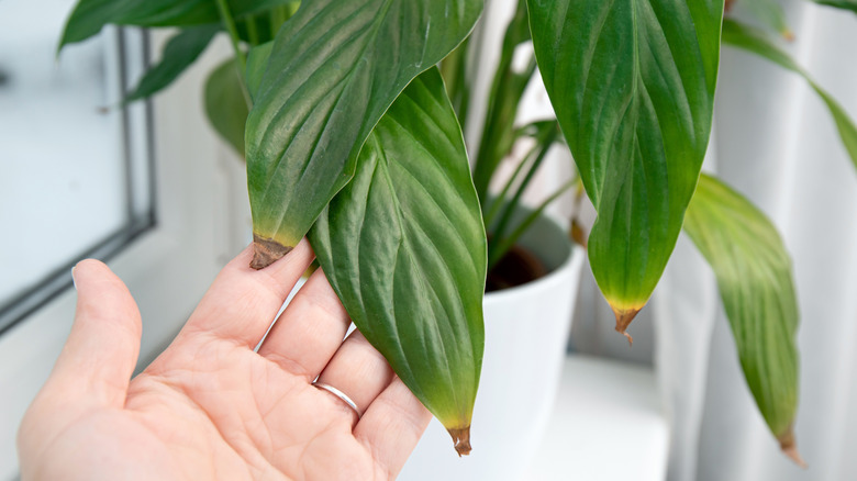 Hand lifting brown tip of peace lily leaf