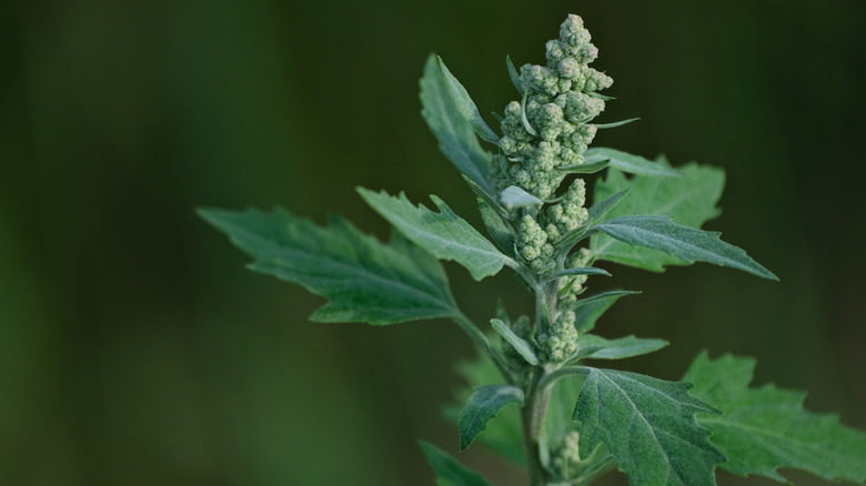 close up of lambsquarter weed leaves and seed head