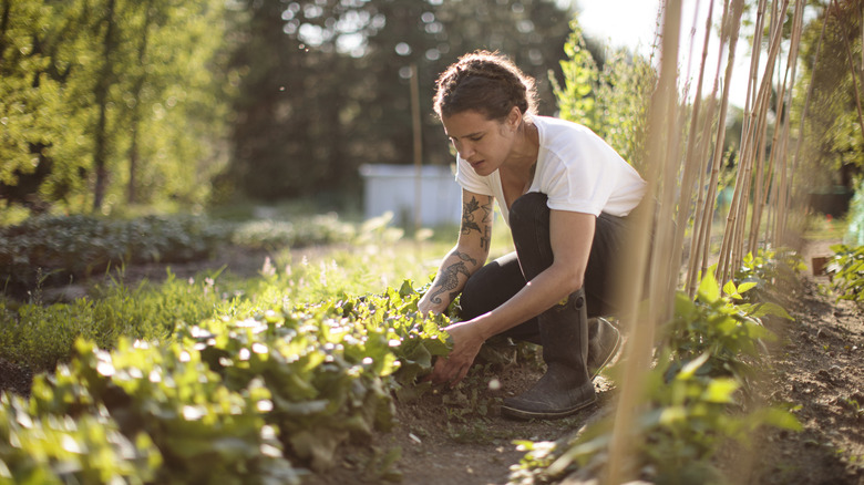 woman crouching down in a garden checking on crop