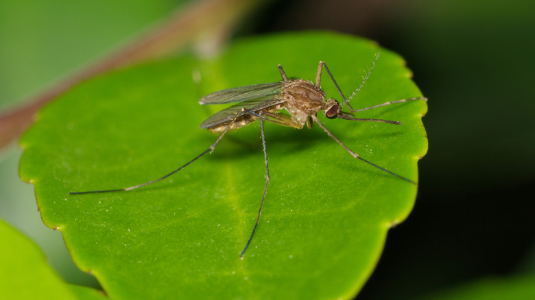 Close-up of mosquito on leaf