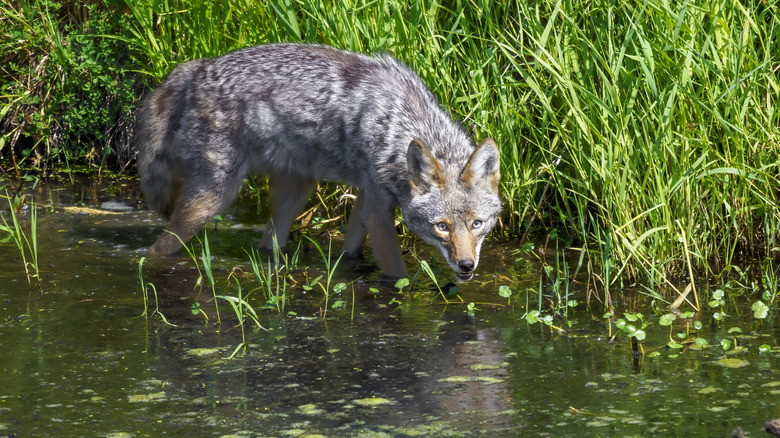 Coyote standing in water