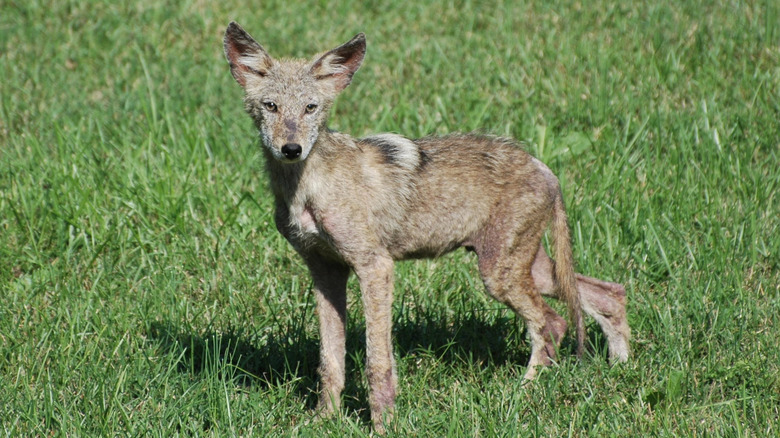 Coyote on turf in backyard