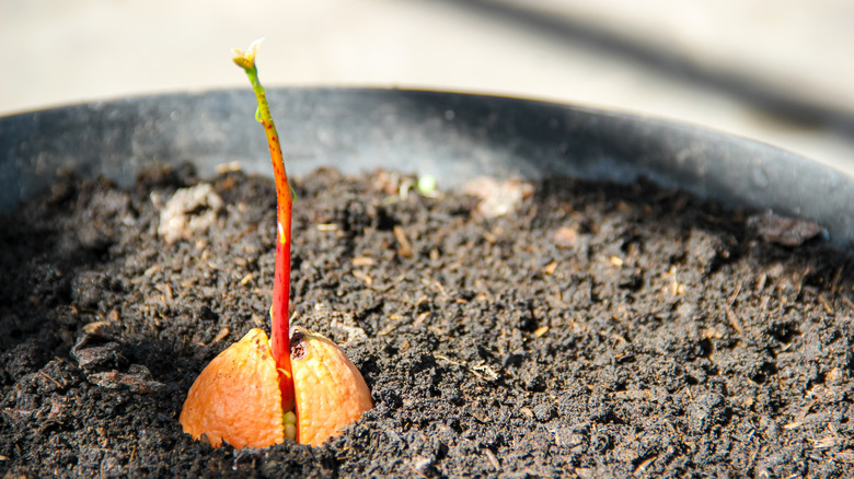 A Growing avocado seed in a pot
