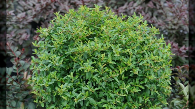 Close up on Pyracomeles 'Juke Box'