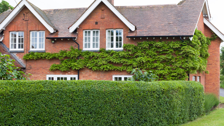trimmed garden hedge in yard