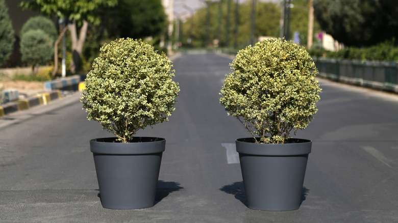 A pair of golden dream boxwoods are planted in large gray pots.