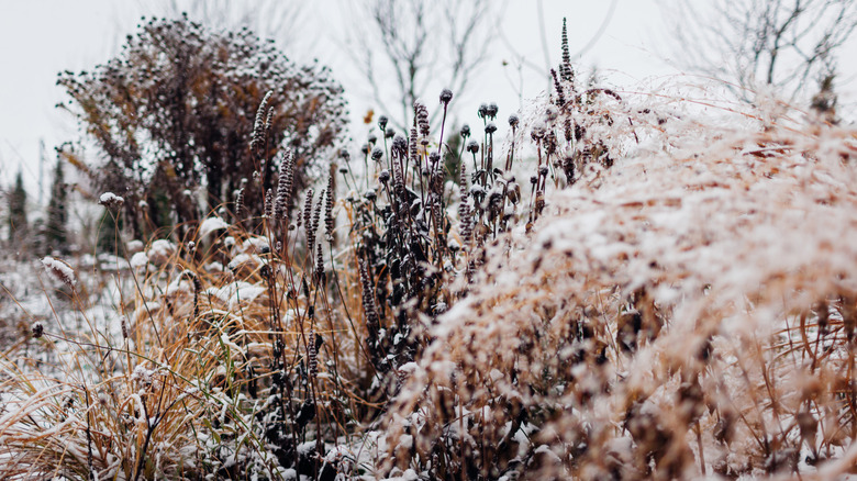 A variety of trees and grasses grow during the winter, each covered in snow.