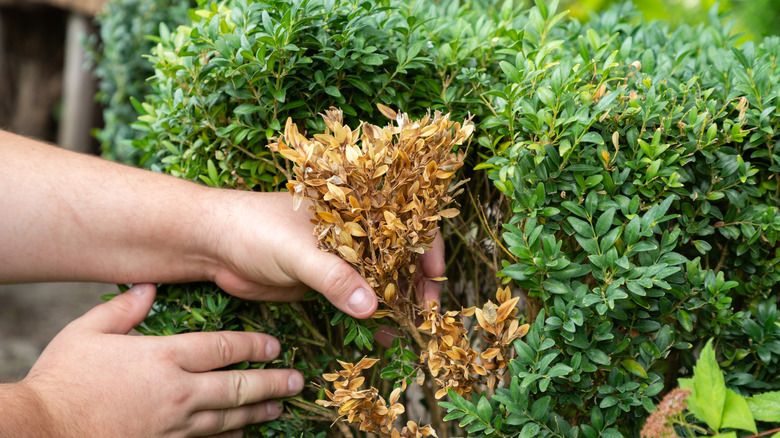 A gardener removes blighted yellow leaves from a boxwood plant.