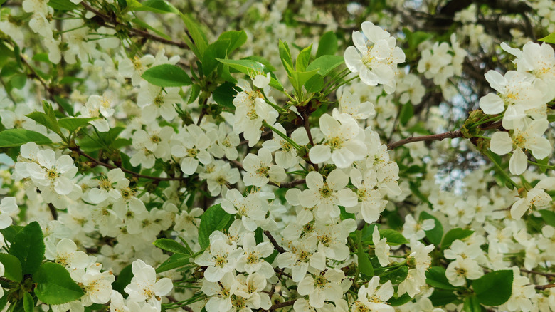 Evans Bali cherry tree with white blossoms