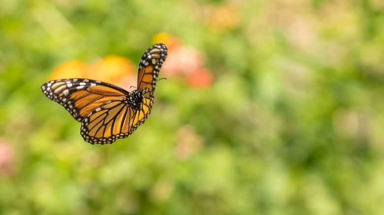 Close up of a monarch butterfly flying with a blurred green background