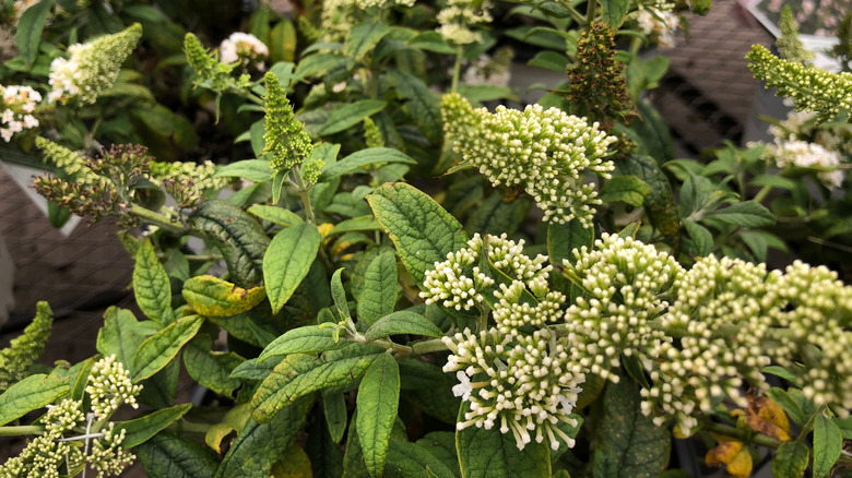 Close up of a dwarf butterfly bush