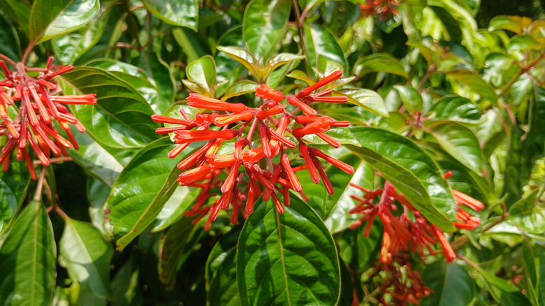Planted dwarf firebush