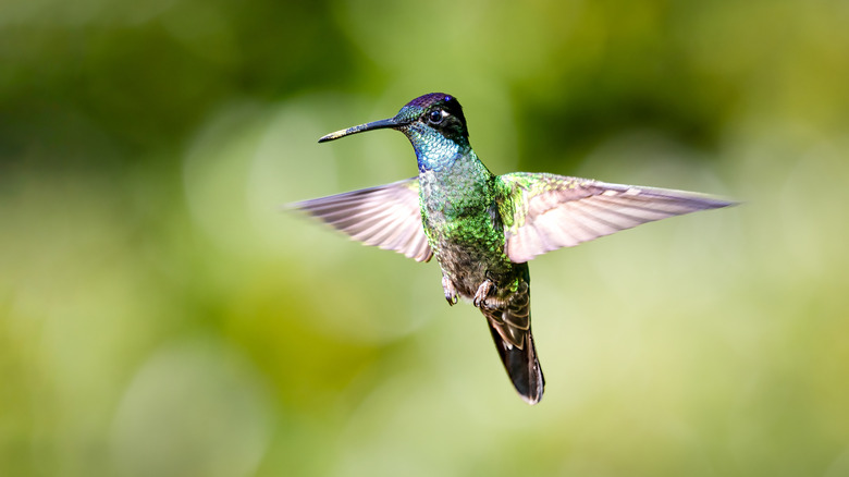 hummingbird in garden with blurred green background