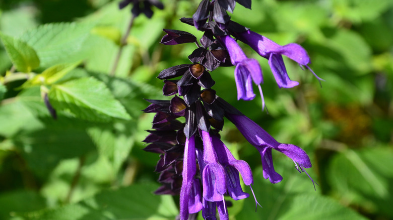 A close up of 'Amistad' salvia flowers