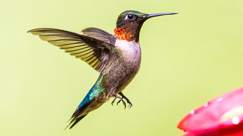 A hummingbird tasting nectar from flowers