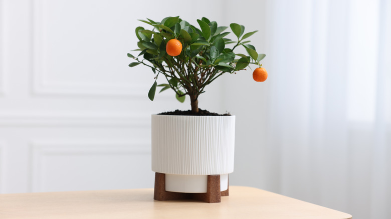 Potted orange tree on a wooden table in a home
