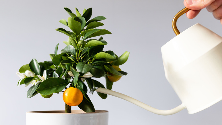 Person watering a small calamondin orange tree indoors