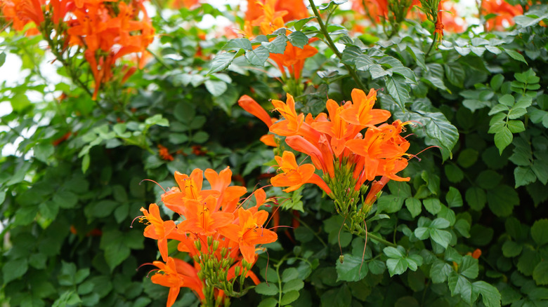 Vibrant orange flowers bloom on Cape Town Tecomaria