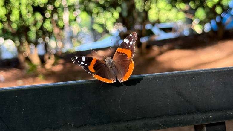 A red admiral butterfly rests on a black metal fence railing with a garden in the background.