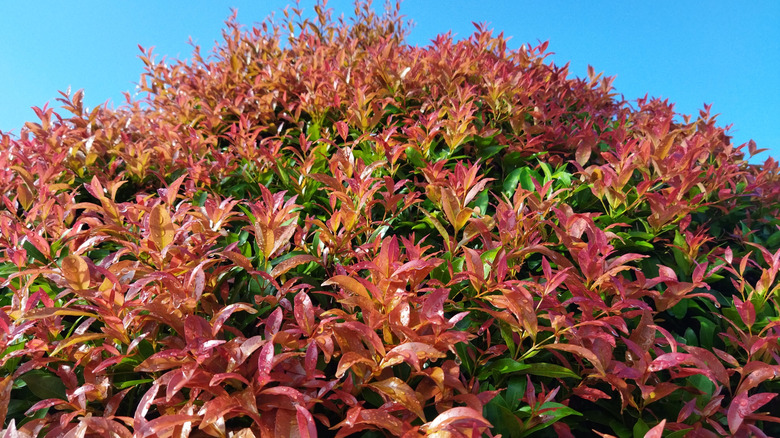 Vibrant 'Burning Love' shrub shows off its orange-red color.