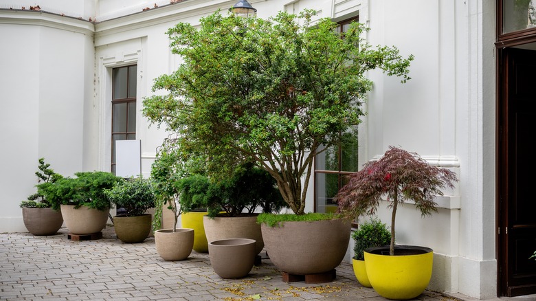 a variety of ornamentals growing in containers