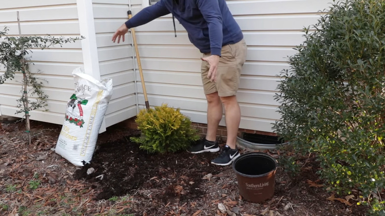 imagine the space that the 'Night Light' Hinoki Cypress shrub will fill before you plant it