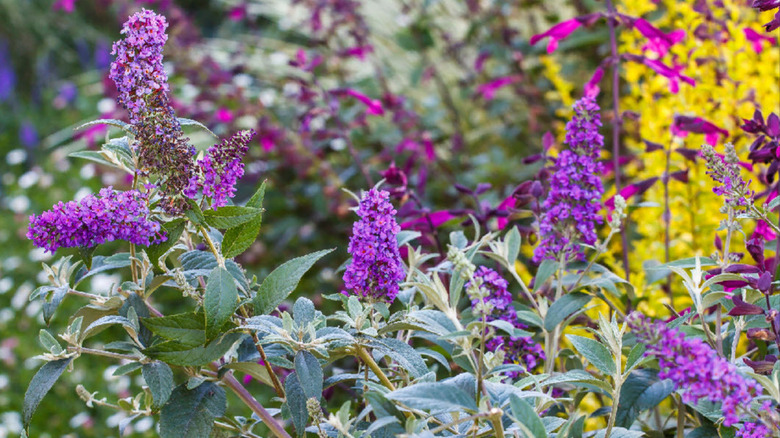 'Ultra Violet' Buddleia growing in a mass planting in a garden
