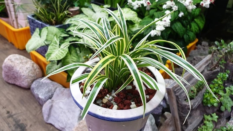 A small bichetii grass ﻿Chlorophytum laxum in an orchid pot with other plants and rocks in the background