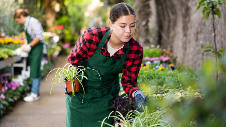 Person looking at spider plants at a plant store