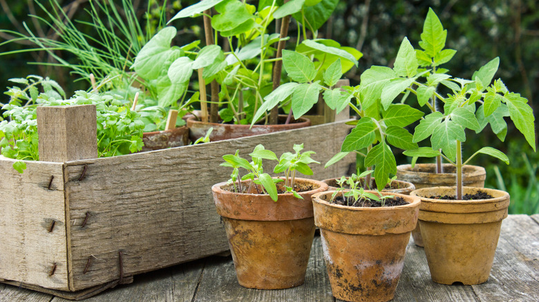 different varieties of tomatoes and other seedlings sitting on an outdoor table