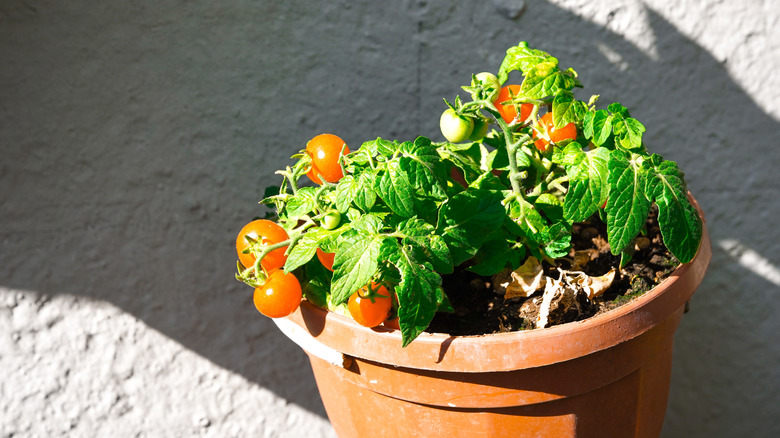 a patio princess tomato cultivar growing in a container on a backyard bistro table