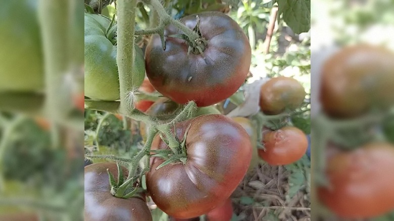 'Purple Reign' tomatoes