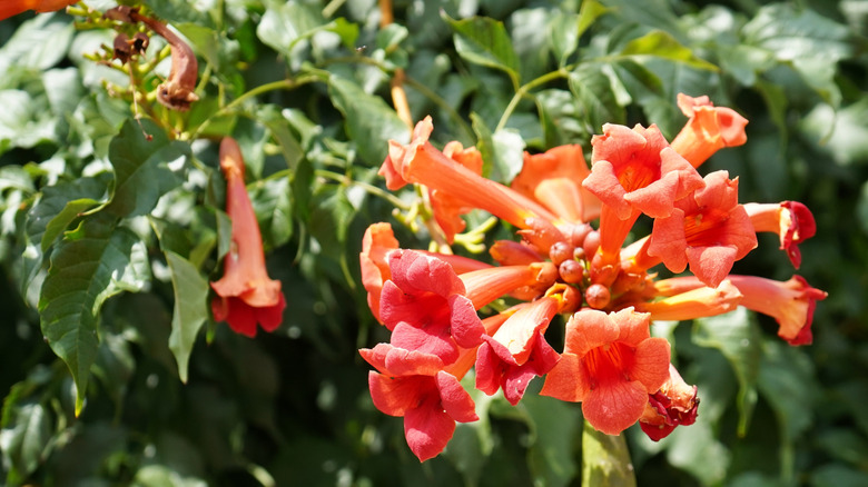 Flowers of 'Bells of Fire' Tecoma.