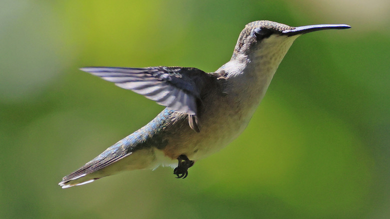 Hummingbird on green background