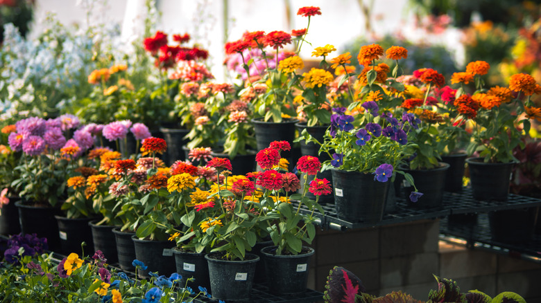 Zinnias and other bedding plants on a shelf at a garden center