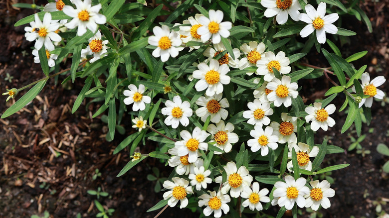 Creeping zinnias with white flowers growing as a ground cover