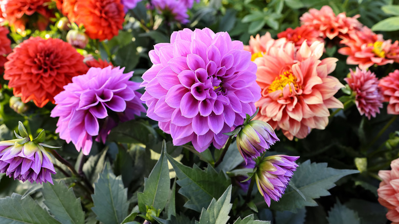 Colorful dahlias blooming with other flowers in a garden