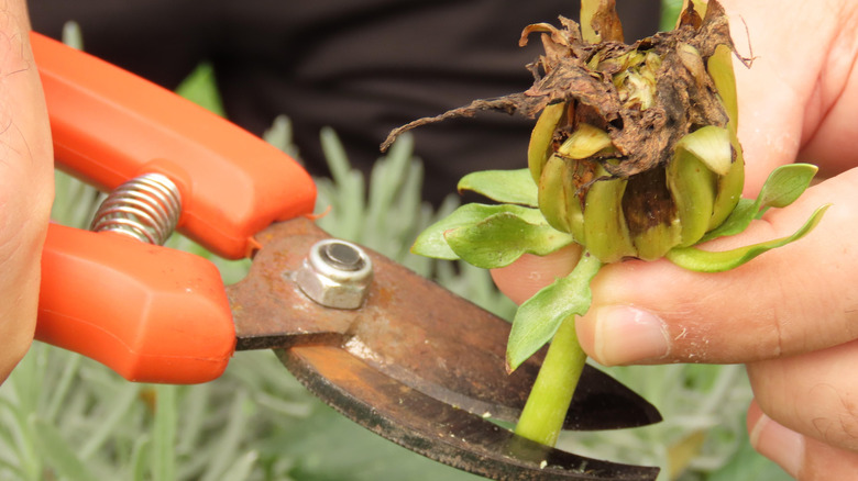 Hands pruning a spent dahlia flower
