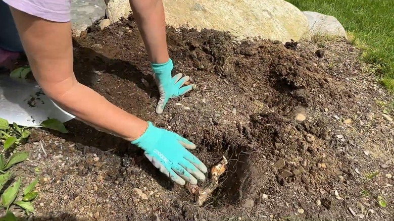A female gardener is planting canna lilies in her garden