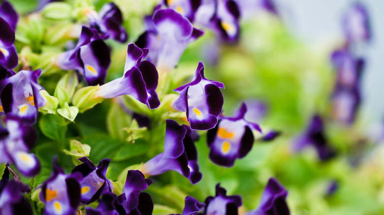 the wishbone flower (Torenia fournieri)