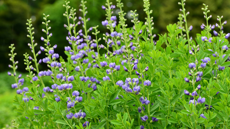 Purple Baptisia flowers blooming on tall spikes with light green foliage and trees in the background