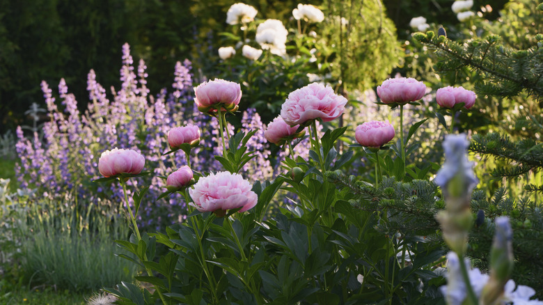 Peonies growing on a garden border with other tall floweing plants