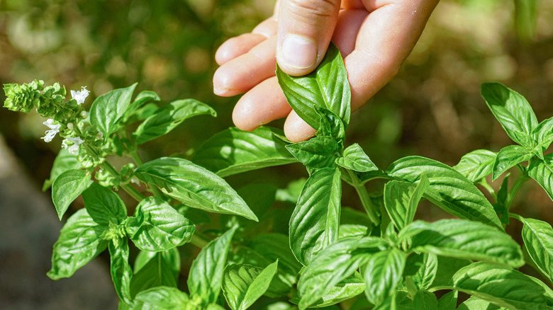 Person grasping a leaf of a basil plant
