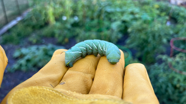 Gloved hand holding a spotted tomato hornworm