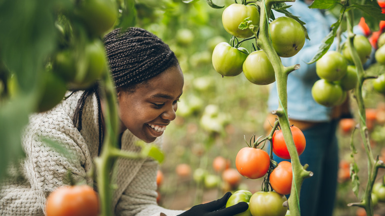Young woman smiling as she harvests tomatoes from a vine