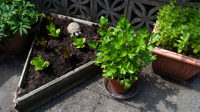 Lettuce bed near potted mint and cilantro plants